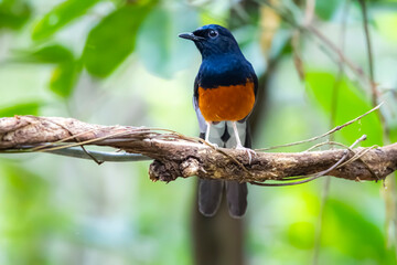 White-rumped shama on a branch in nature