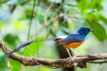 White-rumped shama on a branch in nature
