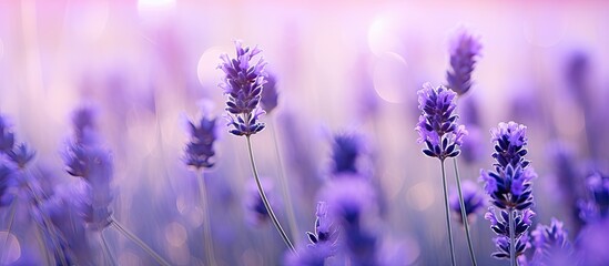 Vibrant Lavender Blooms: Stunning Wallpapers Featuring Fragrant Lavender Flowers