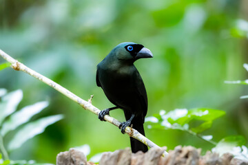 The Racquet-tailed Treepie on a branch in nature