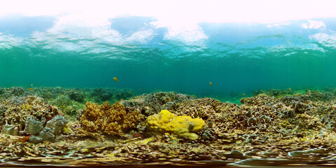 Fototapeta na wymiar Beautiful undersea scene and diverse coral reef with fishes. Undersea world. Monoscopic image.
