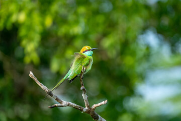 Colorful Green Orange and Blue Bee-Eater perches on a branch whilst searching its next meal, Sri Lanka