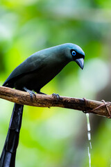 The Racquet-tailed Treepie on a branch in nature