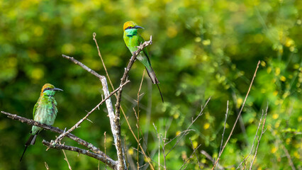 Colorful Green Orange and Blue Bee-Eater perches on a branch whilst searching its next meal, Sri Lanka