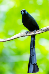 The Racquet-tailed Treepie on a branch in nature
