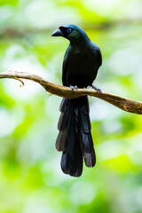 The Racquet-tailed Treepie on a branch in nature
