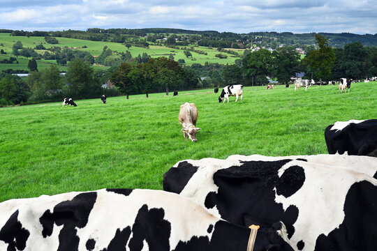 Panorama of Belgian Ardennes meadows with dairy cattle, in the foreground the backs of Holstein Frisian cows.