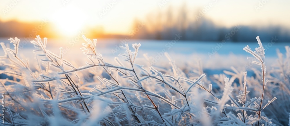 Sticker Serene and Frosty Winter Scene of Icy Grass in Tranquil Nature Setting