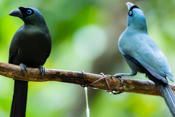 The Racquet-tailed Treepie on a branch in nature