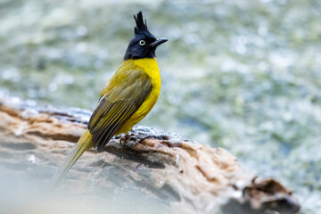 The Black-crested Bulbul  in nature