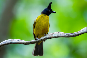 The Black-crested Bulbul  in nature