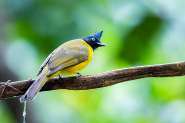 Fototapeta premium The Black-crested Bulbul in nature