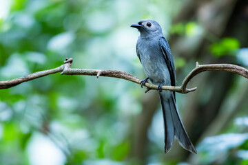 The Ashy Drongo on a branch