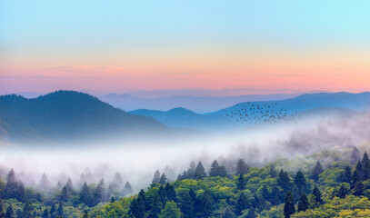 Silhouette of many birds flying over the forest - Beautiful landscape with cascade blue mountains at the morning - View of wilderness mountains during foggy weather - obrazy, fototapety, plakaty