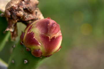 Young dragon fruit flower bud in the garden