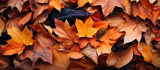 Naklejka na ściany i meble Vibrant Autumn Leaves Pile Bursting with Colorful Fall Foliage Beauty