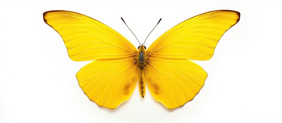 Vibrant Yellow Butterfly in Majestic Flight Against a Pure White Background