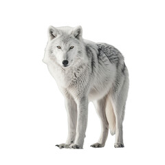 wolf isolated on white background