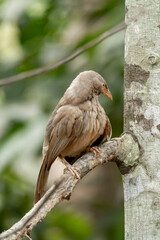Yellow billed babbler