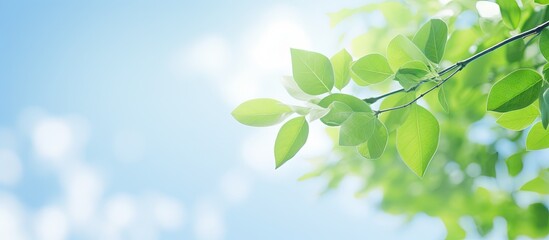 Fototapeta na wymiar Vibrant Leafy Branch Reaching Towards Clear Blue Sky in Nature's Embrace