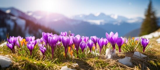 Vibrant Crocus Flowers Blooming Among Majestic Mountain Peaks and Tranquil Valley Views - obrazy, fototapety, plakaty