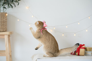 international cat day concept with gold british cat play happy and fun with birthday party decoration