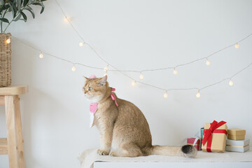 international cat day concept with gold british cat play happy and fun with birthday party decoration