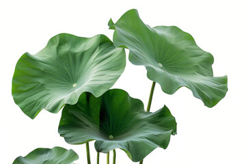 Close-up of lotus leaves isolated on white background