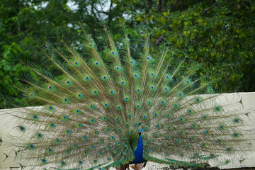 Obraz premium Vibrant peacock standing on a street with trees in the background.