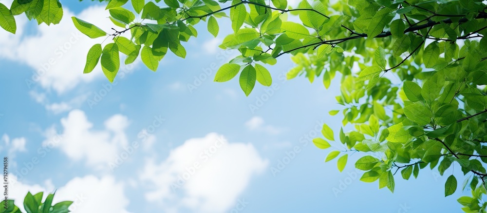 Sticker Green Foliage Harmony: Tree Branch Stretching Out with Vibrant Leaves Under Summer Sky