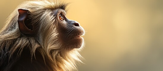 Curious and Majestic Monkey with Flowing Mane Gazing Up in Wonder - obrazy, fototapety, plakaty