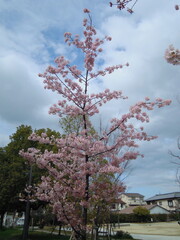 桜