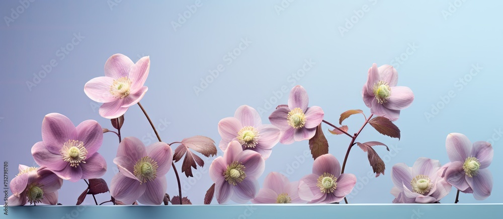 Wall mural Vivid Pink Flowers Blossoming on Tranquil Blue Background