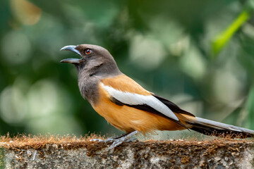 Indian Treepie