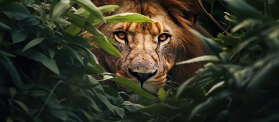 Foto op Plexiglas Majestic Lion Camouflaged Among Lush Foliage in the Wild Savannah © Ilgun