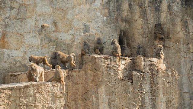 a family of yellow baboons sitting on a rock ledge, Papio cynocephalus
