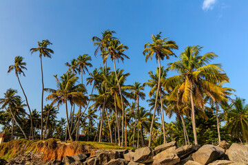 Palm trees in Varkala, Kerala, India