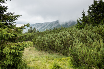 mountain coniferous vegetation - spruce, fir and mountain pine, and in the background visible mountain peaks covered with sparse vegetation, shrouded in fog, Karkonosze, Poland