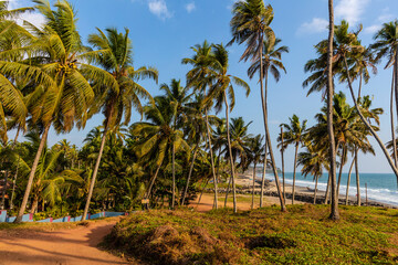 Fototapeta na wymiar Palm trees in Varkala, Kerala, India