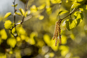young, freshly green leaves and inflorescences of silver birch, photographed against the light,...
