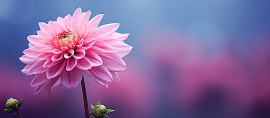 Vibrant Pink Bloom Against a Serene Blue Background in Nature's Graceful Contrast