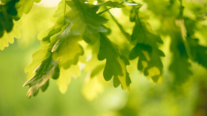 young light green oak leaves hanging from the branches photographed against the light, quercus robur