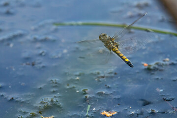 a female large white faced darter in flight just above the water surface, yellow spotted darter, leucorrhinia pectoralis
