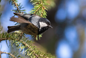 Coal tit, Periparus ater. A bird sits on a spruce branch