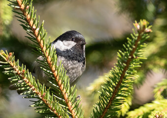 Obraz na płótnie Canvas Coal tit, Periparus ater. A bird sits on a spruce branch