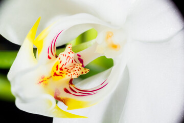 multicolored interior of a white orchid flower with blurred background