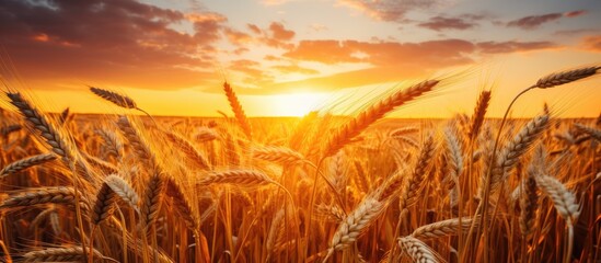 Golden Wheat Field Glows Under the Setting Sun in a Serene Rural Landscape