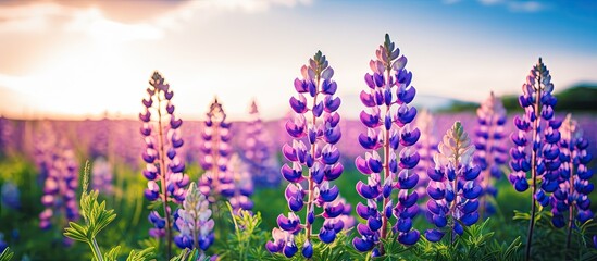 Botanical Bliss: Lush Field of Vibrant Purple Flowers Beneath a Clear Blue Sky