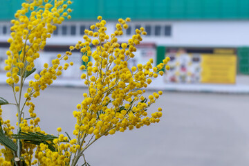 Sprig of mimosa on background of city street. Acacia dealbata. Spring background. Blooming mimosa