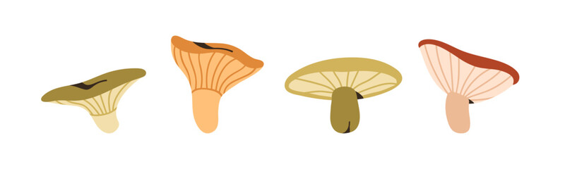 Autumn mushrooms set. Edible fall fungi. Gilled agarics, Lactarius resimus, chanterelle, russula fungus. Natural forest food plants. Botanical flat vector illustrations isolated on white background